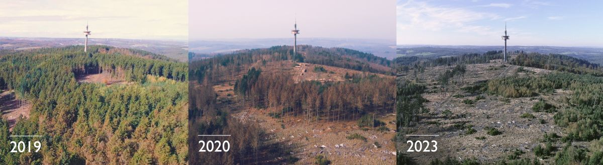 Photography - Wald an der Hohen Wurzel bei Wiesbaden - Drohnenvergleich 2019,2020,2023