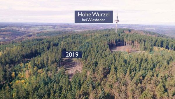 Waldsterben